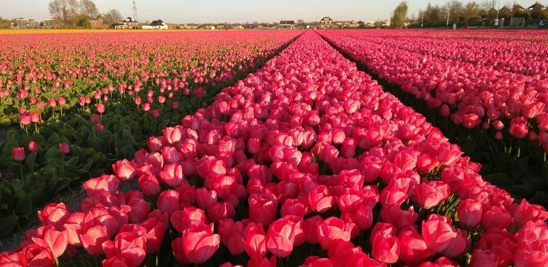 flowers in the Bulb Region of the Netherlands